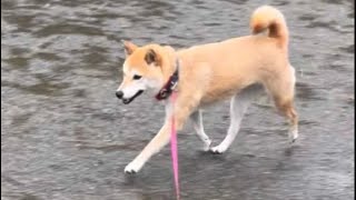 【柴犬 もみさん】台風16号接近前の柴犬アルアル！？#shorts　2021/10/1　Shiba Inu Momisan does not excrete at home