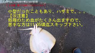 エイに刺された。(肝心なとこ撮れず)