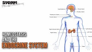 Homeostasis and the role of the endocrine system | Storm Fitness Academy