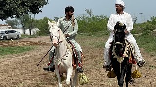 Nukra and Mushka  horses in Pakistan nezabazi 2021 puran al naqeeb