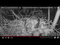 2020.6.12 台北植物園鳳頭蒼鷹巢位直播　crested goshawk nest cam taipei botanical garden 福媽趴下睡