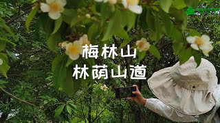 深圳梅林山公园，梅语亭的观景台视野无敌