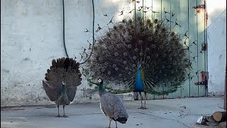 Spot, Peahen 4 and Her Peachicks, a Dance, and Pogo the Injured Baby Peacock