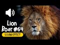 lion roars sound effect 《獅子吼叫合集》叫聲 動物 音效 high quality