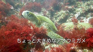 ちょっと大きめなアオウミガメ 館山 西川名 202404g【4K】