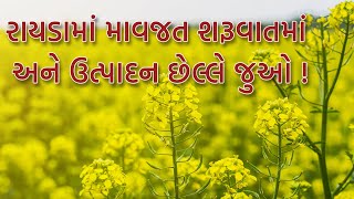 🤗 રાયડામાં વાવેતર પેહલા કરો આટલું, મળશે ભરપૂર ઉત્પાદન !