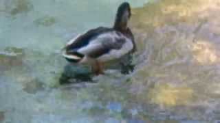 油断して川に流される鴨　Duck that was careless is flowed into the river..