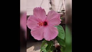 #shorts Beautiful Hibiscus flowers // అందమైన మందారం పువ్వులు