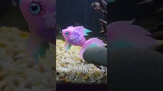 Will My Fish Eat A Toy Fish?