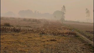 🔆 ਪਿੰਦ ਦੀ ਸੁਬਹ ਝੋਨਾ ਦੇ ਖੇਤ. MORNING VIEW OF OUR FARM