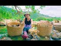 Country Girl - Harvesting FROGs to sell at the market & Cooking, Farm