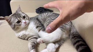 もふもふする手を寸止めしたらすねちゃったもち猫…