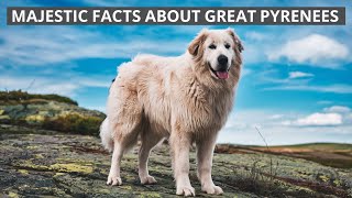 The Gentle Giant: 9 Surprising Things About Great Pyrenees