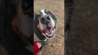 Charlie's Christmas Stay-Cation! #bernesemountaindog #dogsitter