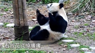 《熊貓早晚安》看我花式撓癢癢~ | iPanda