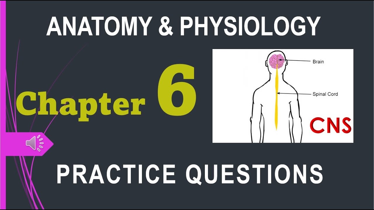 Anatomy & Physiology Chapter 6 Practice Questions - YouTube