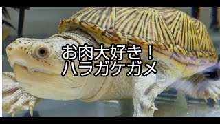 Englishsubscribe肉好きなハラガケガメ３匹食事❣A meal of three Narrow-bridged turtles who like beef hearts.