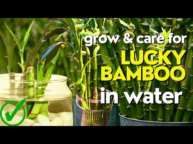 Lucky Bamboo Care Guide Growing Tips Facts