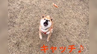 豆柴とボーダーコリーのおやつキャッチ