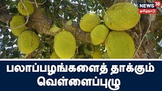 பலாப்பழங்களைத் தாக்கும் வெள்ளைப்புழு நோய்...  விளைவித்த பழங்கள் விலைப்போகாததால் விவசாயிகள் கவலை...