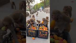 Monkey eating mango 🥭#funny #shorts #short #youtubeshorts ~life.fun2