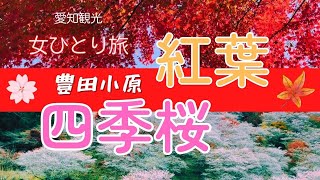 【愛知観光⑩】小原四季桜まつりと紅葉　女ひとり旅　愛知の秋は香嵐渓と四季桜