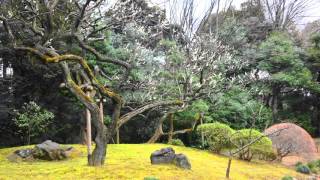 小石川後楽園の春