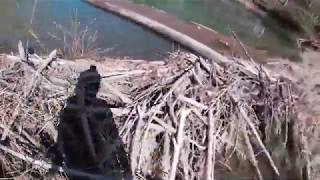 Beaver Dam Removal By Hand