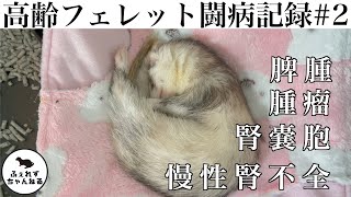 【#2】高齢フェレット闘病記録【慢性腎不全】