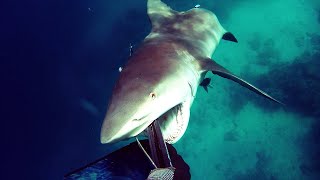 If you're scared of sharks, don't watch this!