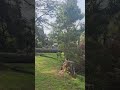 Crazy Wind Makes Big Tree Fall Down 😲 #melbourne #australia