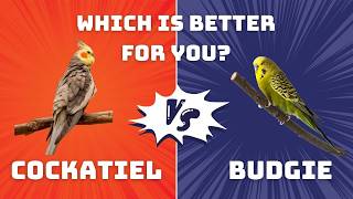 Cockatiels vs Budgies: Which Bird is The Best For You?