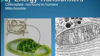 A&P Chapter 3 -Cell Structure and Function