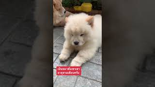 ChowChow - สวัสดีครับ บรู๊คลินครับบ (เชาว์เชาว์ขนปุย บรู๊คลิน \u0026 จัสมีน)