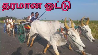 சூரங்குடி சின்ன மாடு