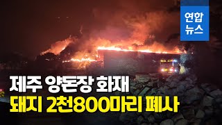 제주 양돈장서 새벽에 화재…돼지 2천800여마리 폐사 / 연합뉴스 (Yonhapnews)