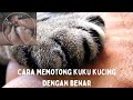 Memotong kuku kucing dengan benar