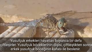 HELİKOPTER BÖCEĞİ DRAGONFLY