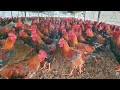 How to Chicken born and growth | Chicken Farming