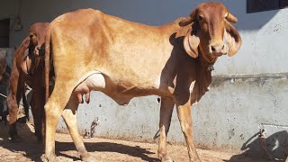 100%pure 1st Lactation Swarna Kapila Gir Cow 9414745465