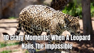 10 crazy Moments! When A Leopard Nails The Impossible