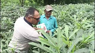 F1.Hy Bhindi Aarav-xi Agromark Hybrid Seeds Farmar Video || F1 okra Best Veracity Aarav-xi