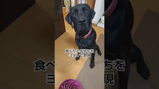 ご飯タイムが楽しみすぎるイッヌたち #ラブラドールレトリバー #ラブラドール #癒し #大型犬 #可愛い #黒ラブ