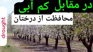 با این روش از باغات تان در مقابل کم آبی محافظت کنید | کنترل گیاهان هرزه | ملچ و فواید آن | Mulch