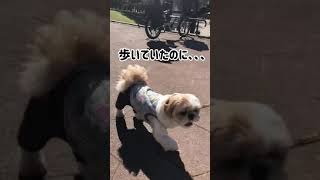 #shorts 【歩けるはずなのに歩かないシーズー/Shih Tzu who should be able to walk but cannot walk】シーズーのくぅちゃんネル