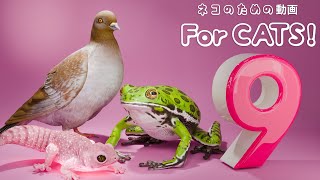 【猫が喜ぶ映像 9】ねずみ・カエル・ゴキブリ・スズメ・ハト・ヤモリ・5時間 GAME FOR CATS 9