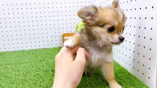 【チワワ】【153243】ペットショップ犬の家刈谷店