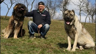 Ciobănesc CAUCAZIAN URIAȘ VS TURKISH KANGAL | Canisa REAL DOGS A SOMEȘANULUI din Tăuții de Sus 2021