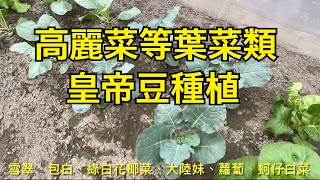 【休閒小菜園】2024年秋季皇帝豆、葉菜類（高麗菜、包心白菜、綠白花椰菜、蘿蔔等）種植！