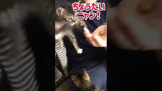 しゃべる子猫うまうま #Shorts